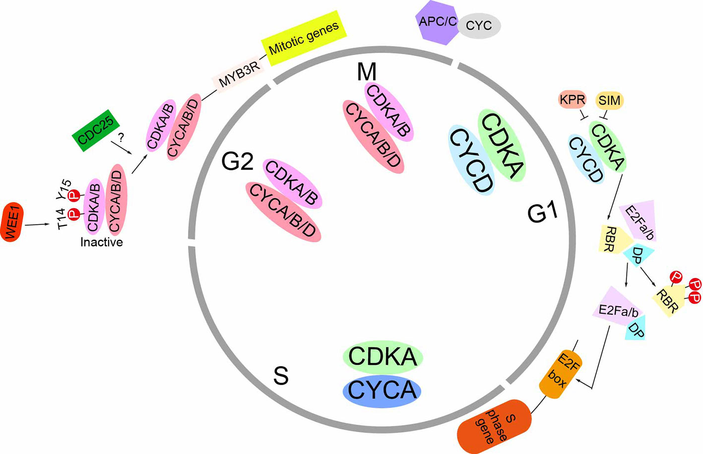 Frontiers | Cell Cycle Regulation in the Plant Response to Stress