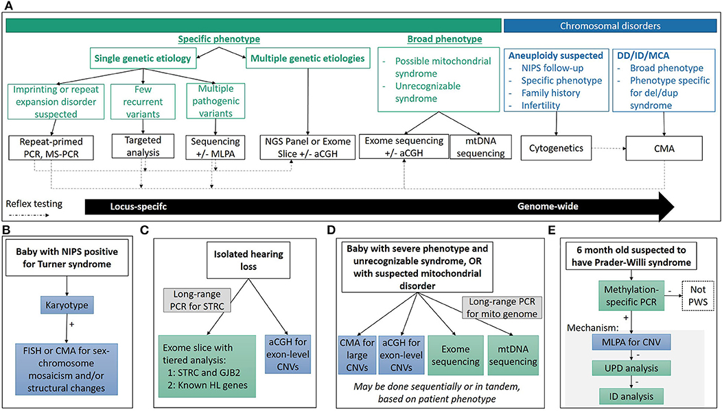 Cornelia de Lange Syndrome - GeneReviews® - NCBI Bookshelf