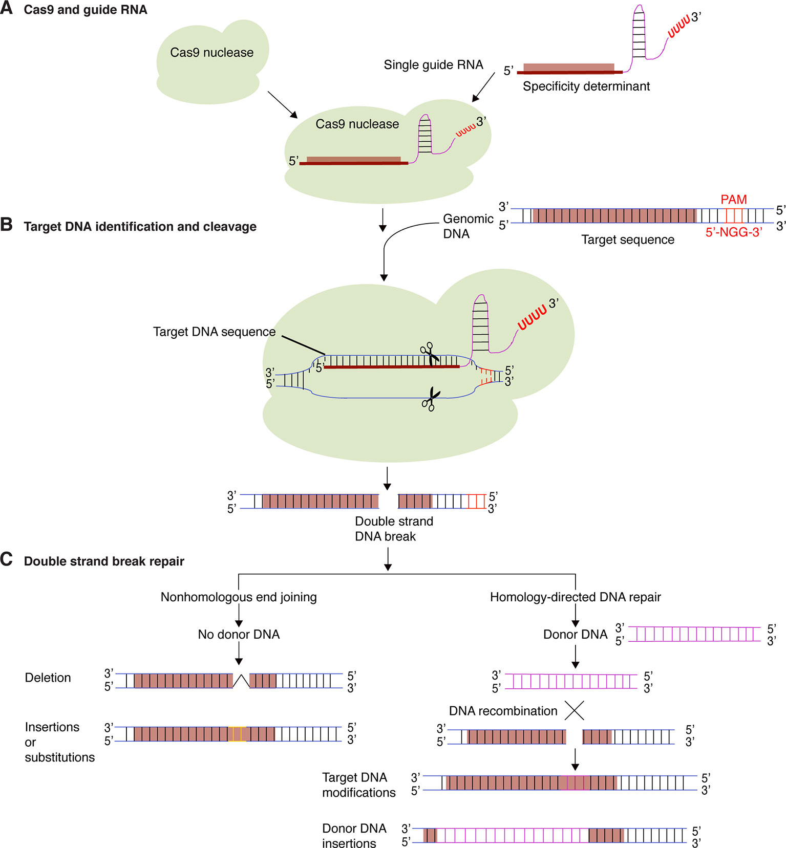 guitar Vær sød at lade være Rådne Frontiers | Principles, Applications, and Biosafety of Plant Genome Editing  Using CRISPR-Cas9 | Plant Science