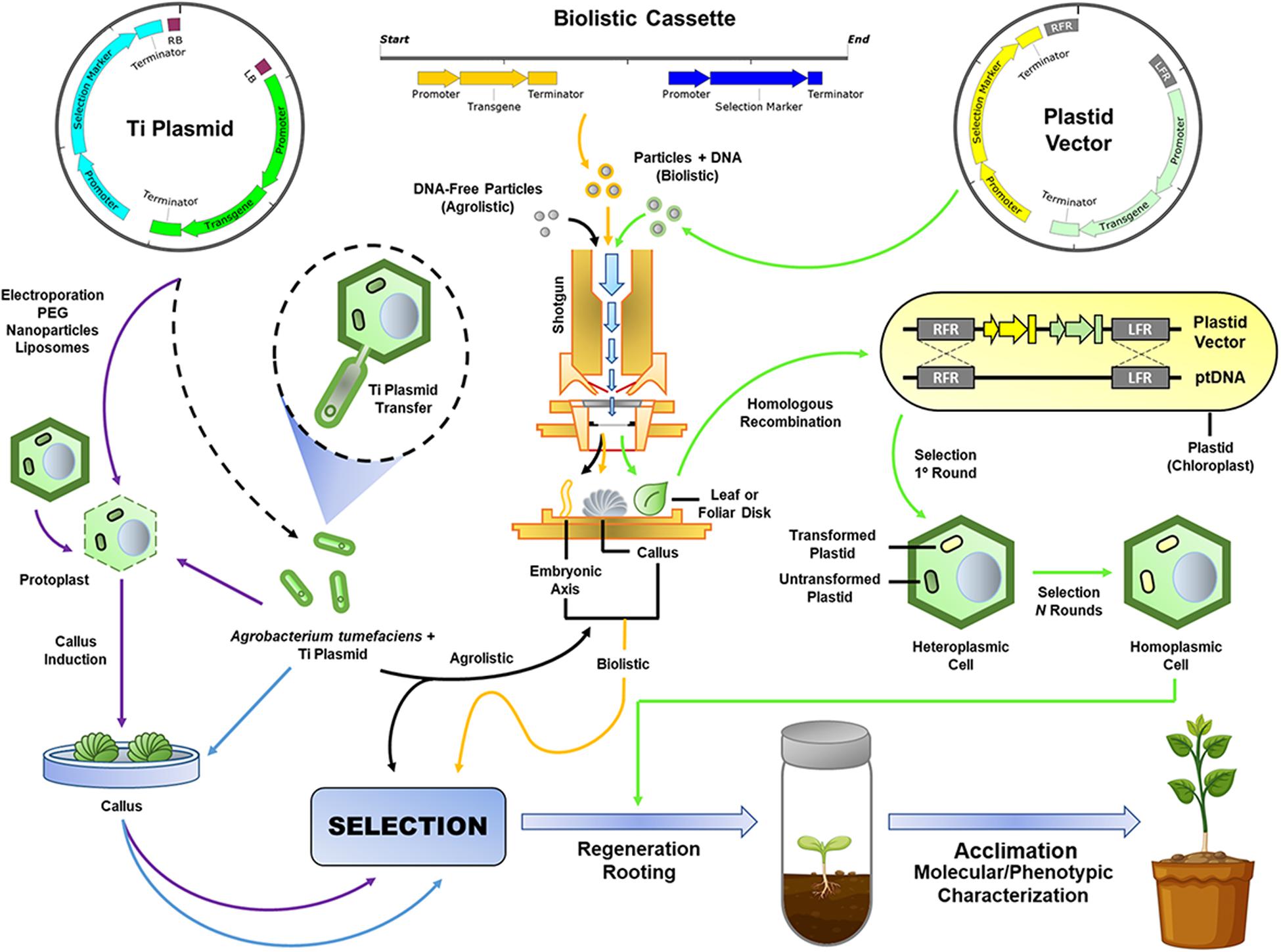 Genes, Free Full-Text