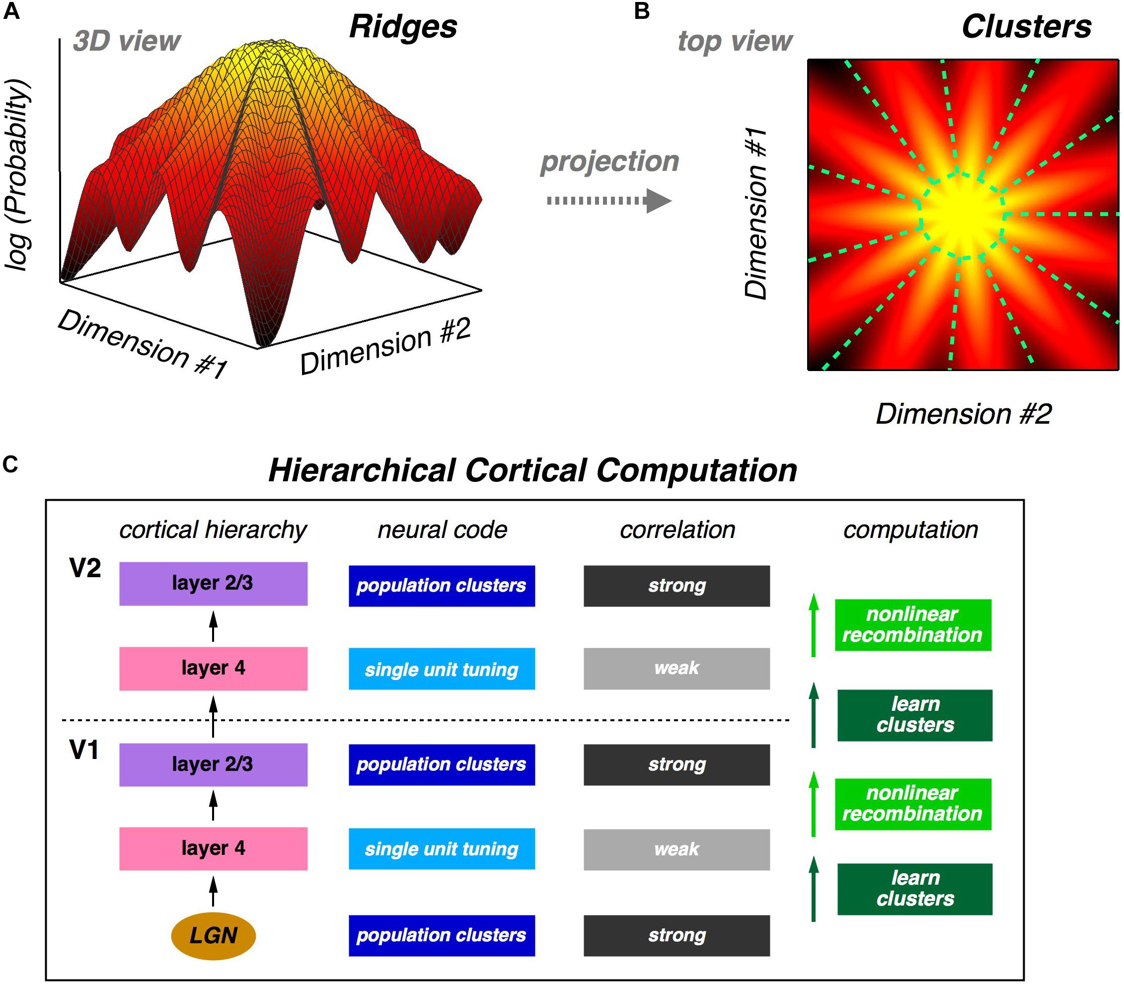 Frontiers Clustering Of Neural Activity A Design Principle For Population Codes Frontiers In Computational Neuroscience