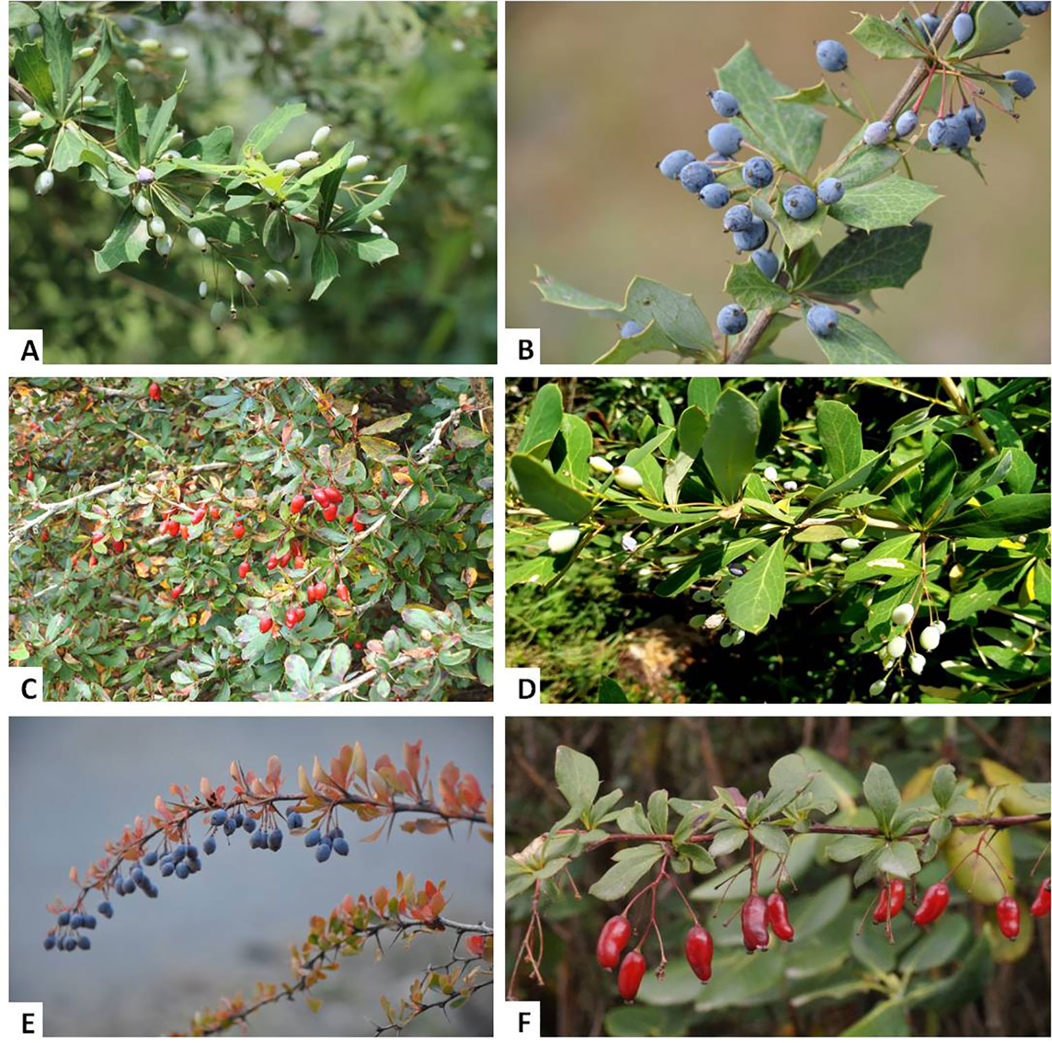 Patagonian Berries As Native Food And Medicine Sciencedirect