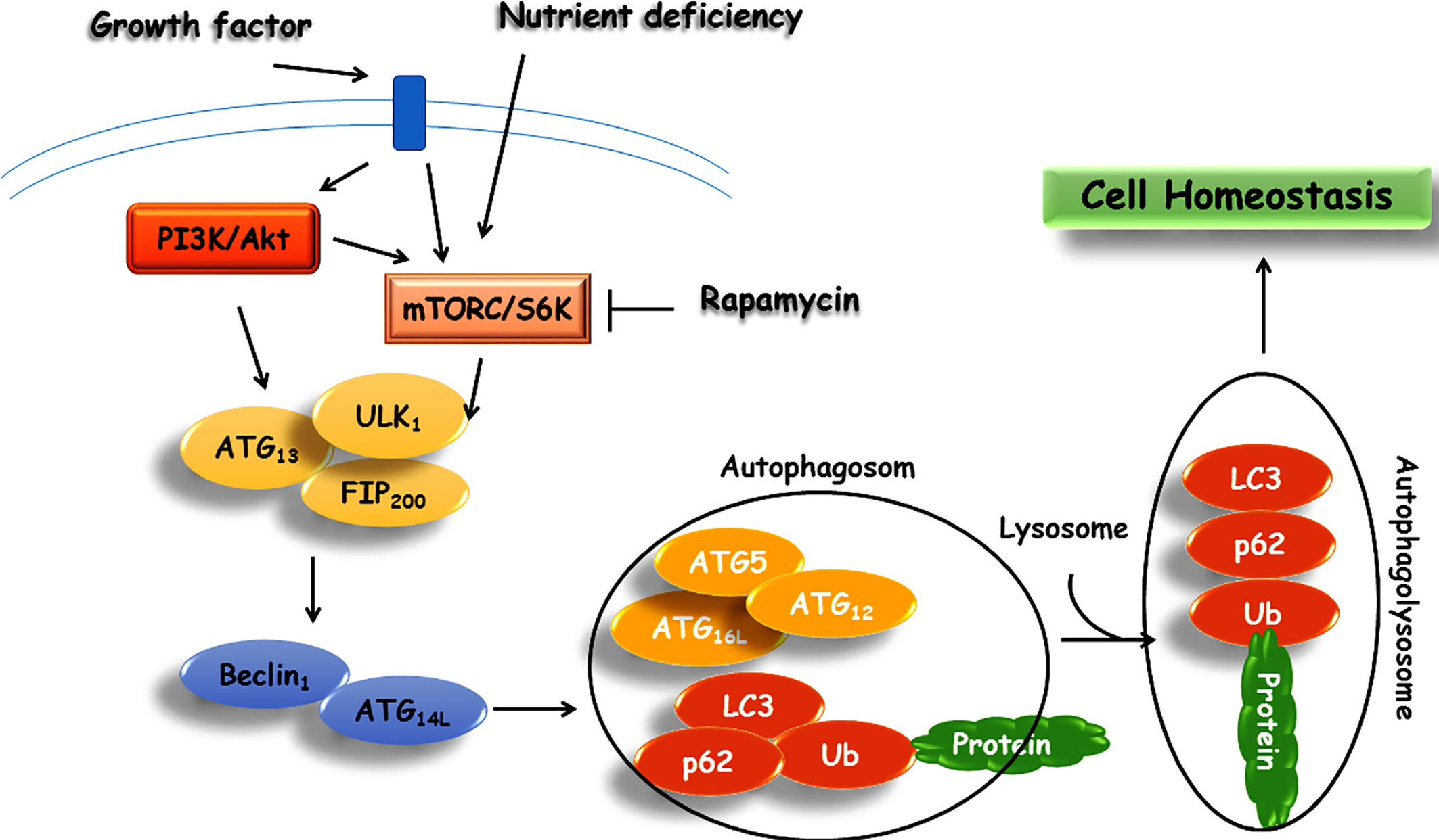 Frontiers Involvement Of Tgf B And Autophagy Pathways In Pathogenesis Of Diabetes A Comprehensive Review On Biological And Pharmacological Insights Pharmacology