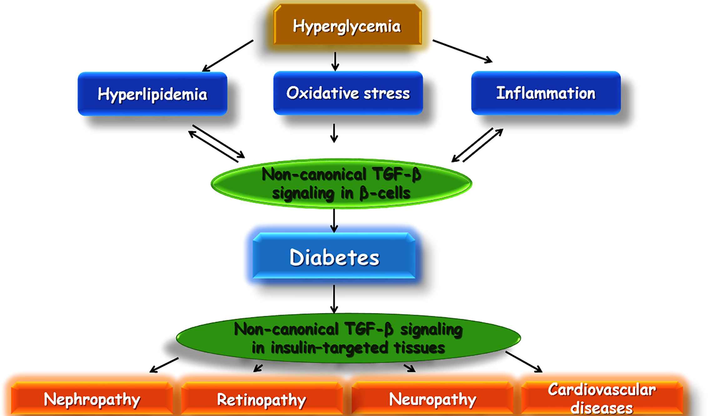 Frontiers Involvement Of Tgf B And Autophagy Pathways In Pathogenesis Of Diabetes A Comprehensive Review On Biological And Pharmacological Insights Pharmacology