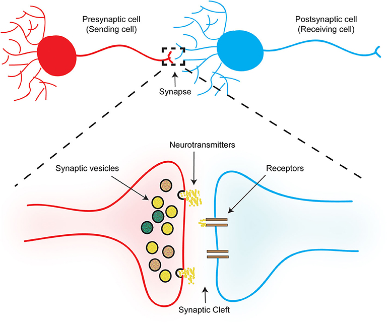 איור 1 - נוירונים “מדברים” זה עם זה דרך סינפסות.