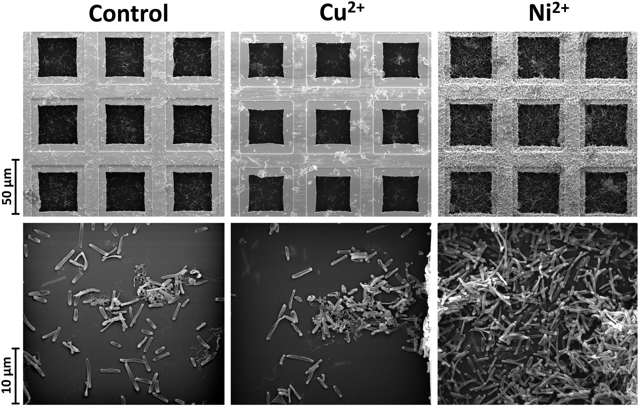 Frontiers How To Cope With Heavy Metal Ions Cellular And Proteome Level Stress Response To Divalent Copper And Nickel In Halobacterium Salinarum R1 Planktonic And Biofilm Cells Microbiology