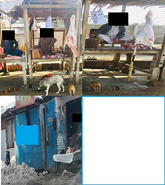 www.frontiersin.org