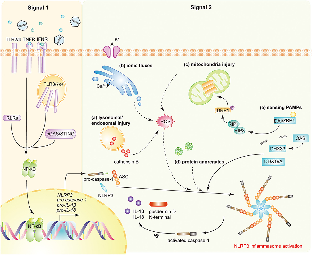 Frontiers Nlrp3 Inflammasome A Key Player In Antiviral Responses Immunology