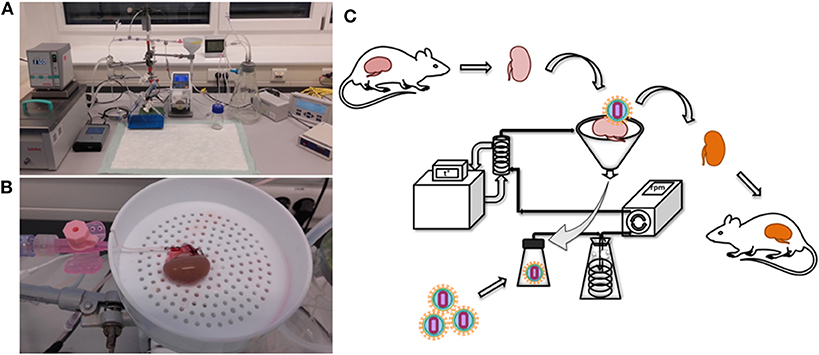 Frontiers Genetic Engineering Of The Kidney To Permanently Silence Mhc Transcripts During Ex Vivo Organ Perfusion Immunology