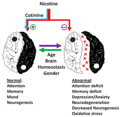 How Does Nicotine Affect Your Brain?