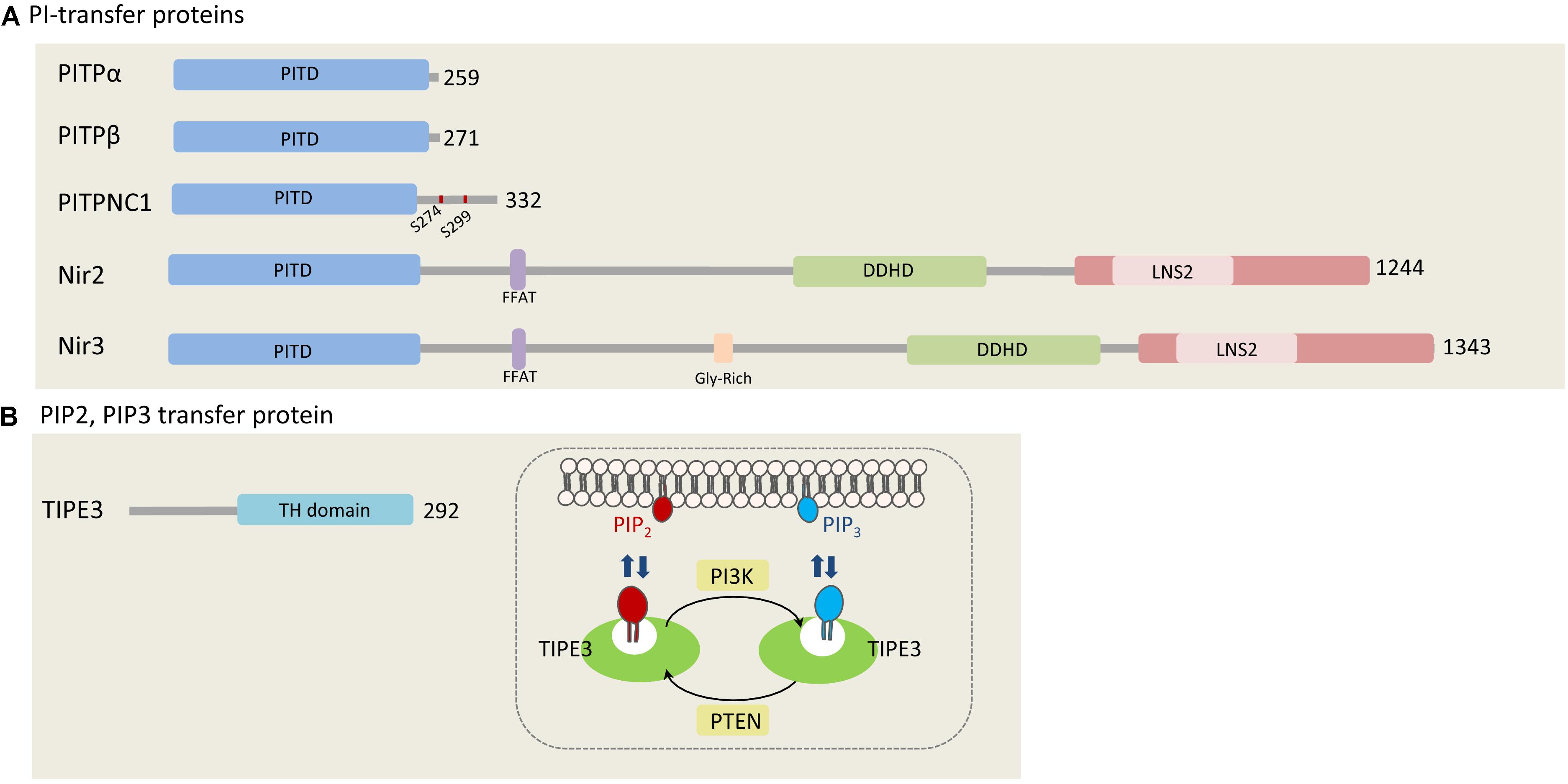 Analyses of Distances from the Plasma Membrane to Intracellular