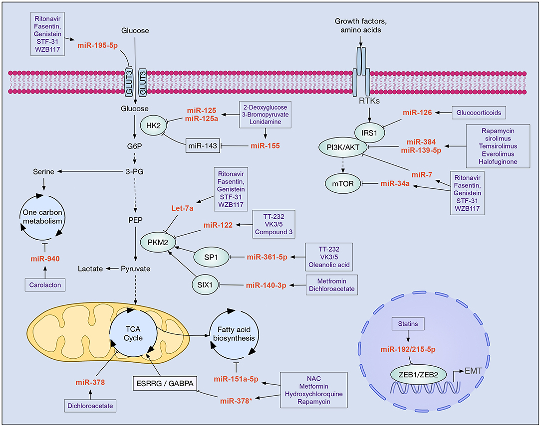 Frontiers  MicroRNA-34a: Potent Tumor Suppressor, Cancer Stem Cell  Inhibitor, and Potential Anticancer Therapeutic