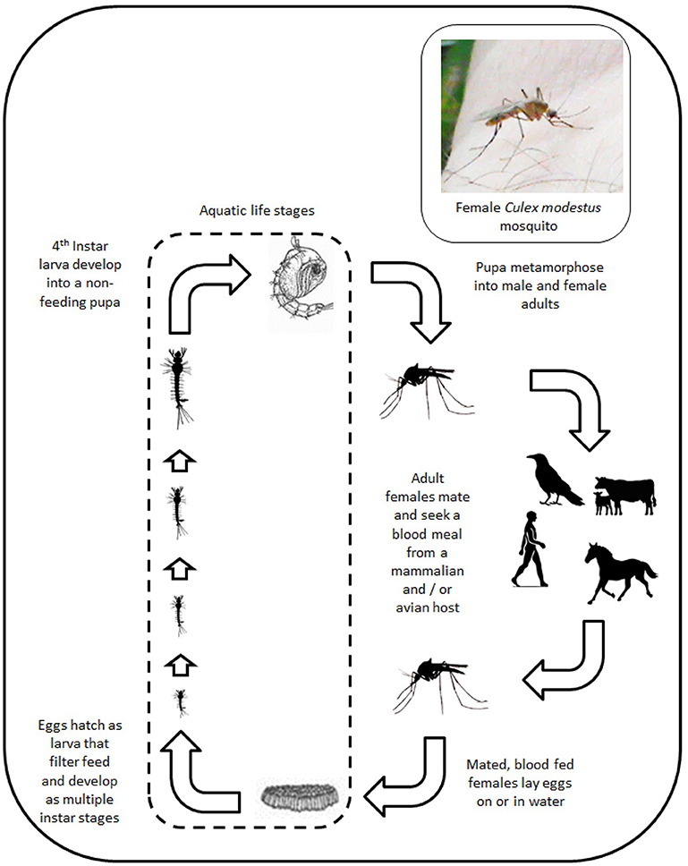 Frontiers | Emerging Threats to Animals in the United Kingdom by  Arthropod-Borne Diseases