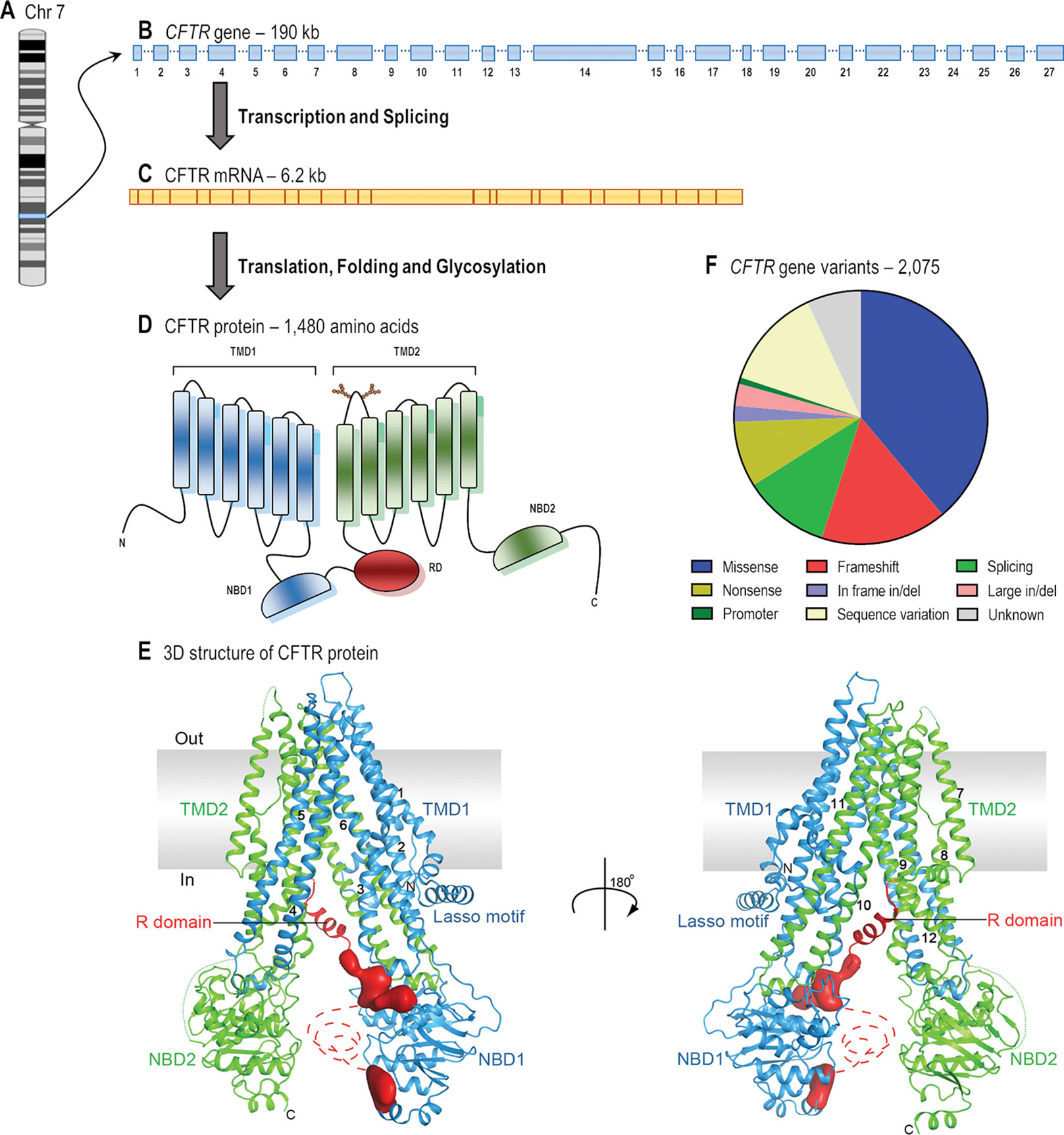 Frontiers Cftr Modulators The Changing Face Of Cystic Fibrosis In The Era Of Precision Medicine Pharmacology