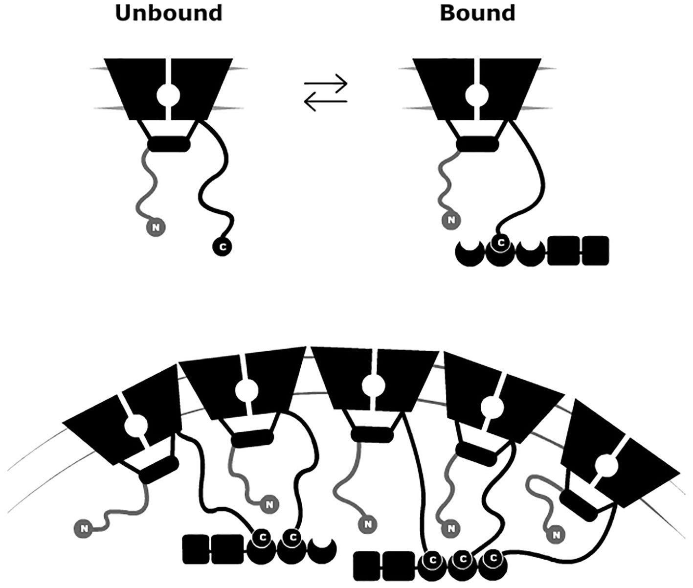 www.frontiersin.org