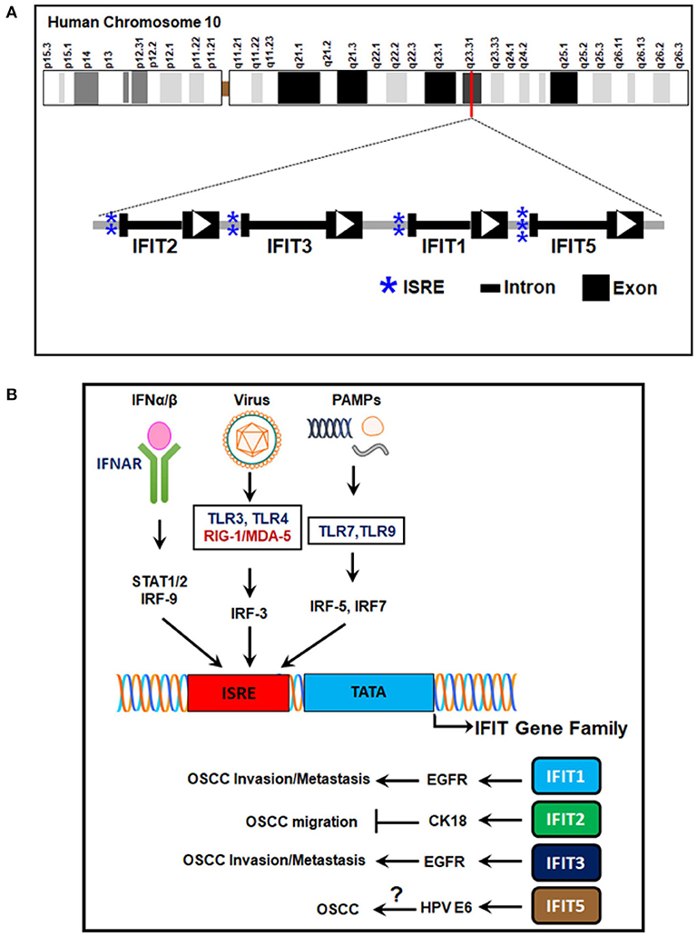 Frontiers Emerging Functions Of Human Ifit Proteins In Cancer Molecular Biosciences
