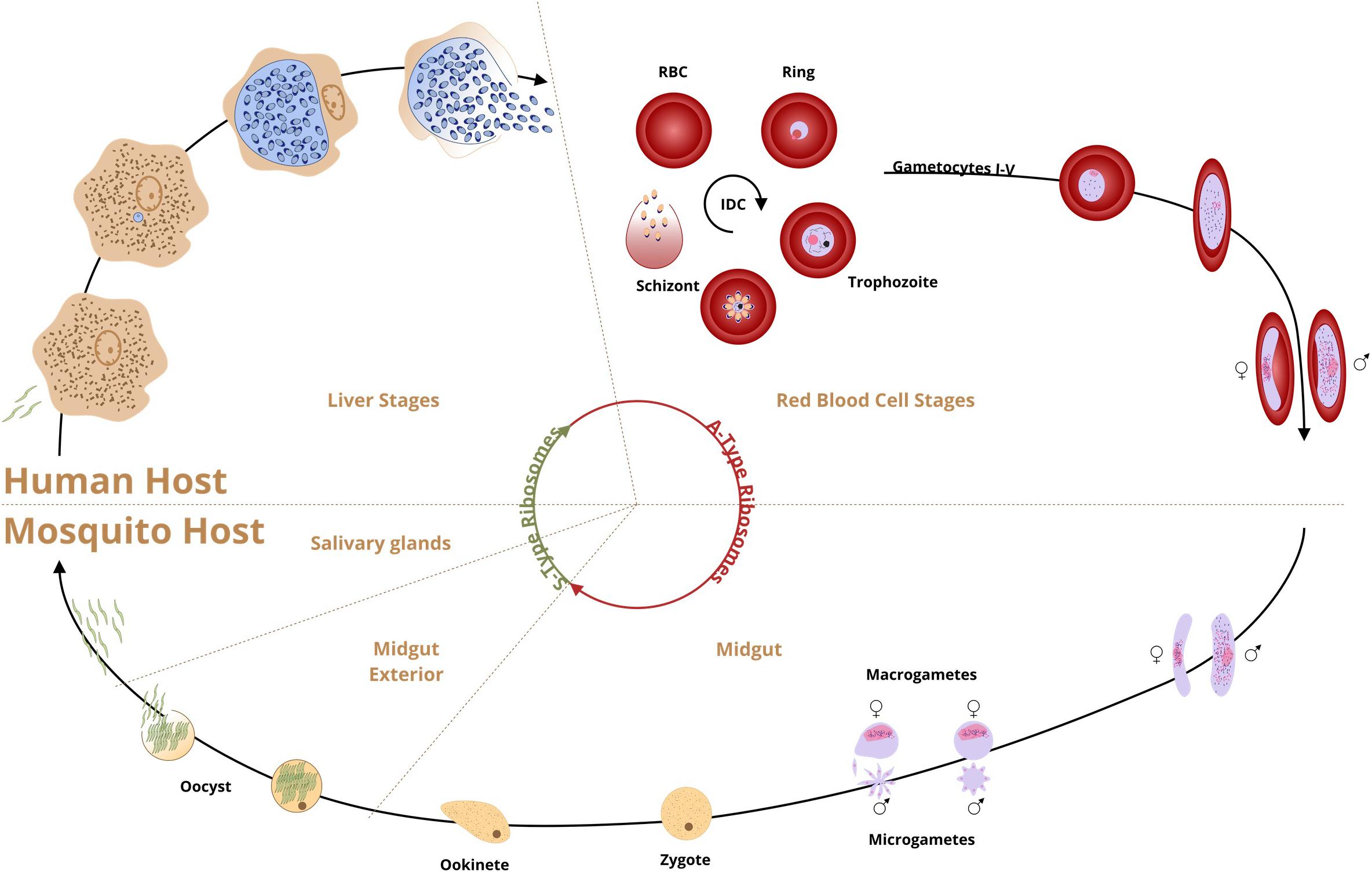 malaria mosquito life cycle