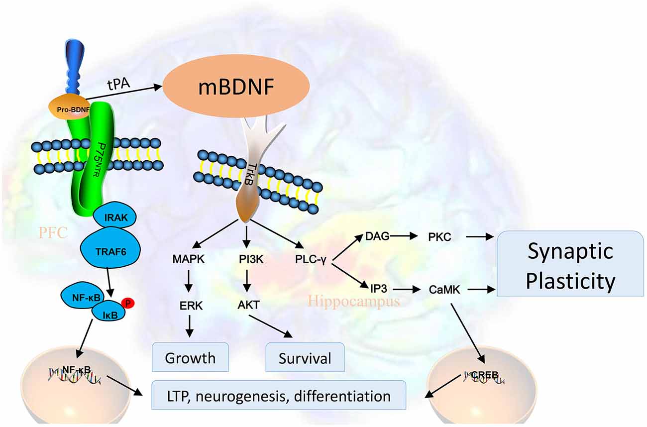 Neuro LIFE Institute - Did you know that Brain Derived Neurotrophic Factors  (BDNP) are proteins that help with the development (differentiation) and  protection of brain cells in many cases? Linker R, Gold