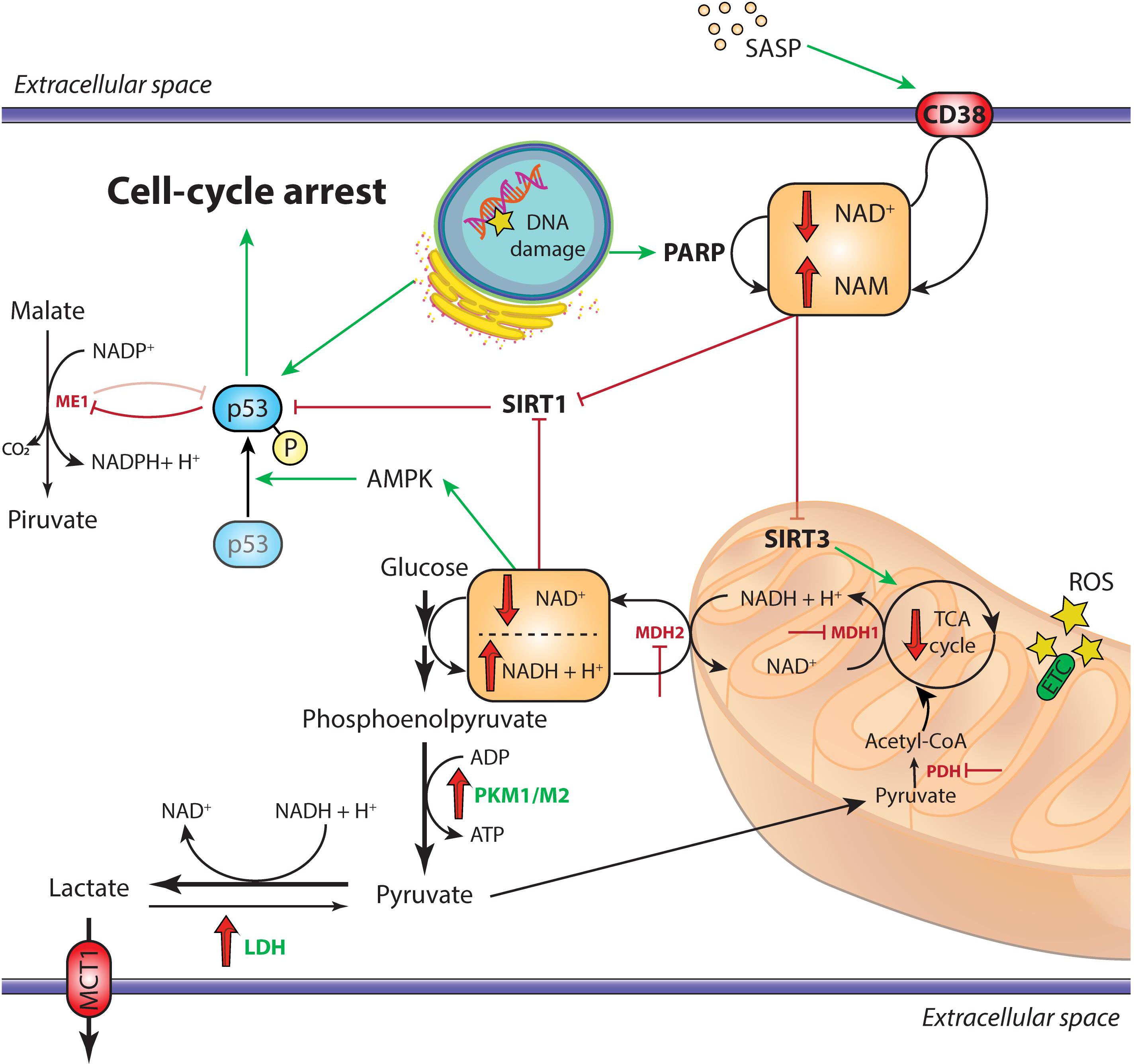Frontiers | Where Metabolism Meets Senescence: Focus on Endothelial Cells