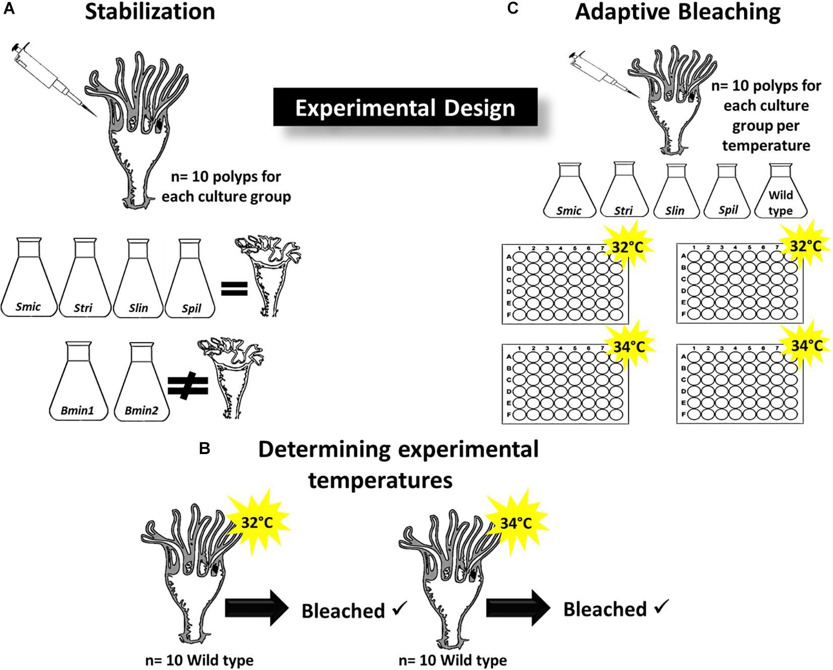 Frontiers Adaptation To Bleaching Are Thermotolerant Symbiodiniaceae Strains More Successful Than Other Strains Under Elevated Temperatures In A Model Symbiotic Cnidarian Microbiology