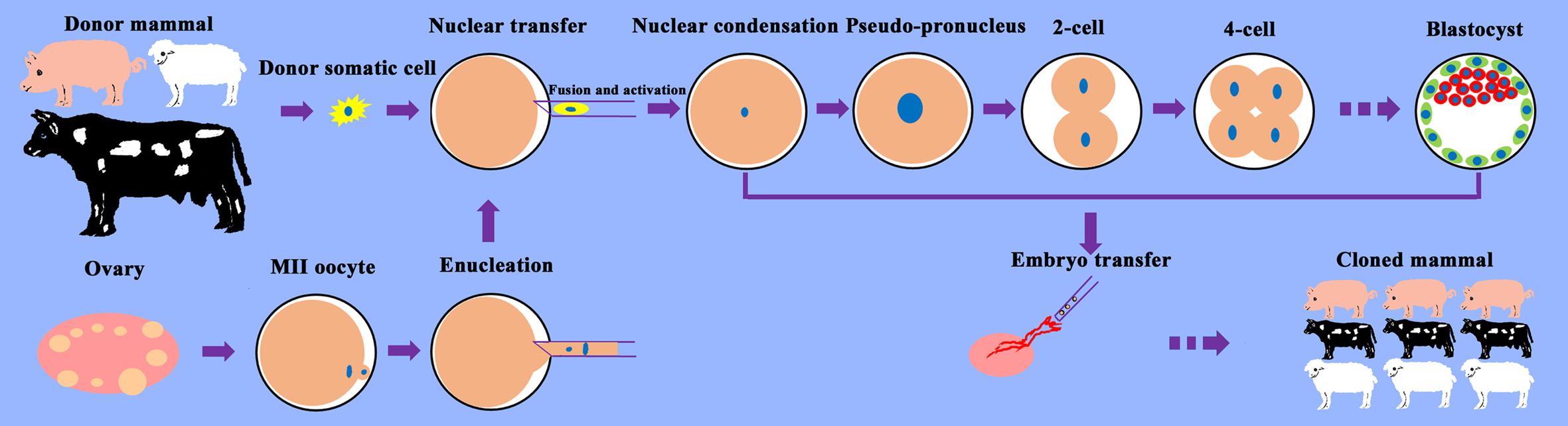 somatic cell diagram