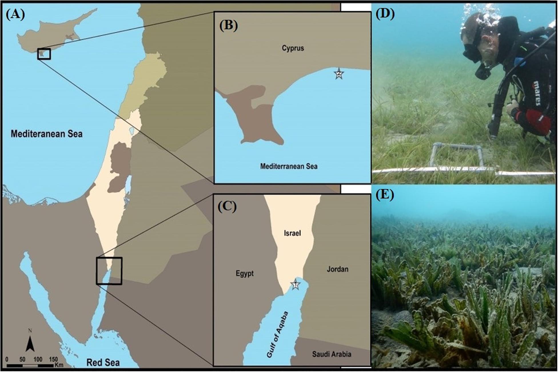 Integrative plant responses: How seagrasses adjust to light - Research  Outreach