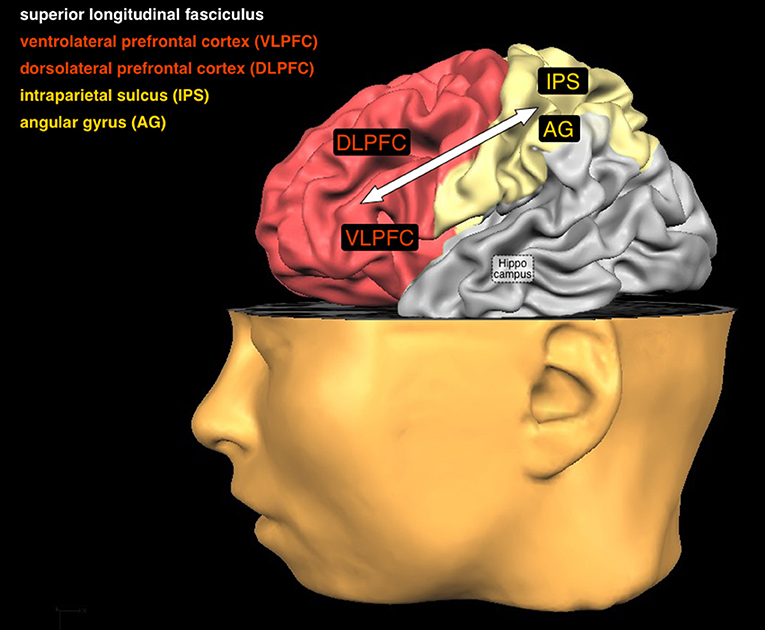 Figure 3 - In this figure you can see a number of brain areas and one connection that are important for arithmetic.