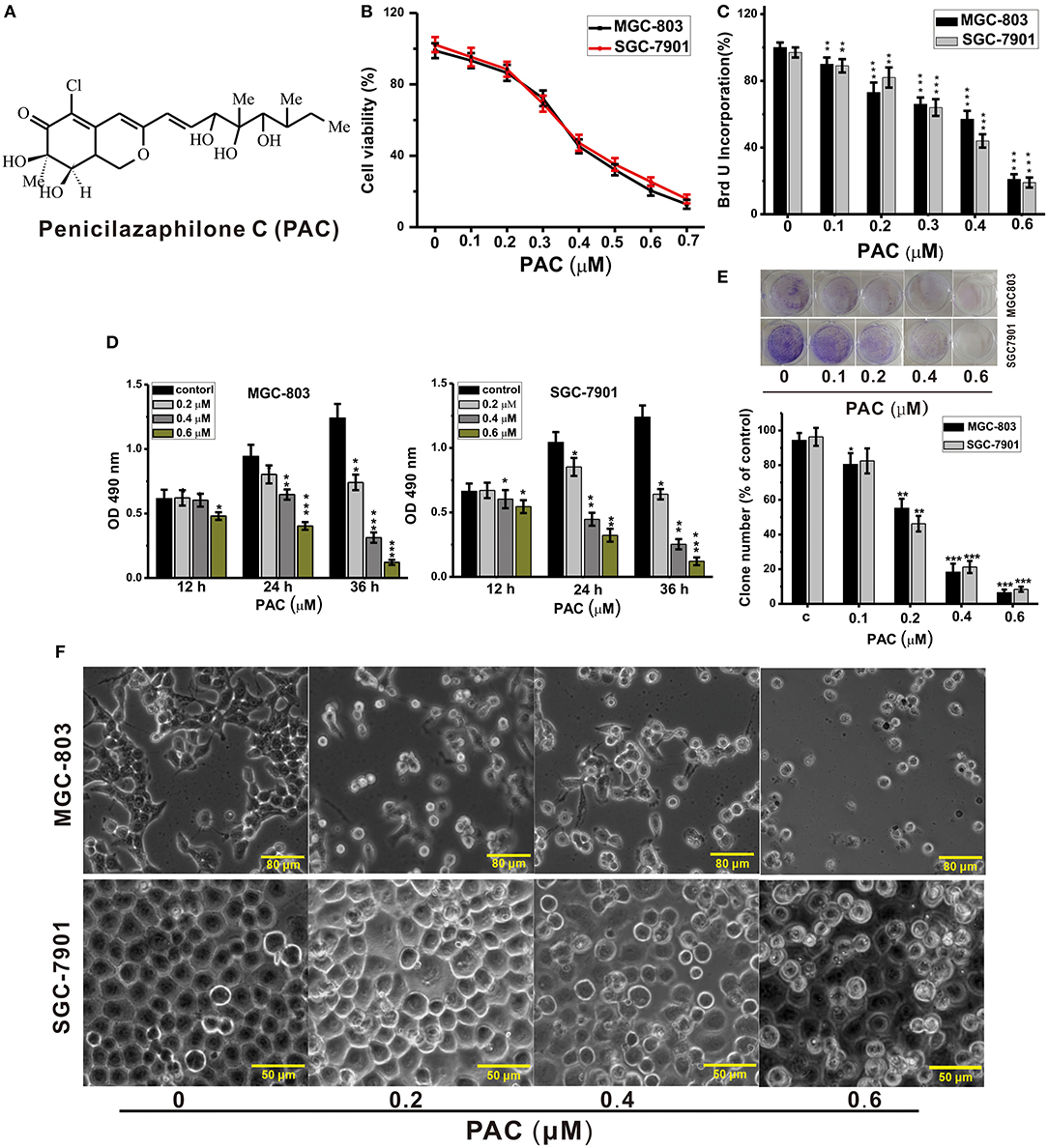 Frontiers | Penicilazaphilone C, a New Azaphilone, Induces 