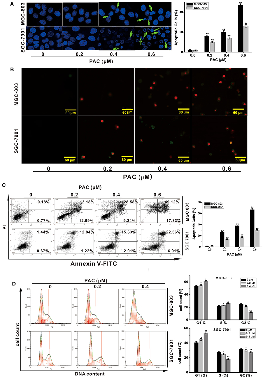 Frontiers | Penicilazaphilone C, a New Azaphilone, Induces 