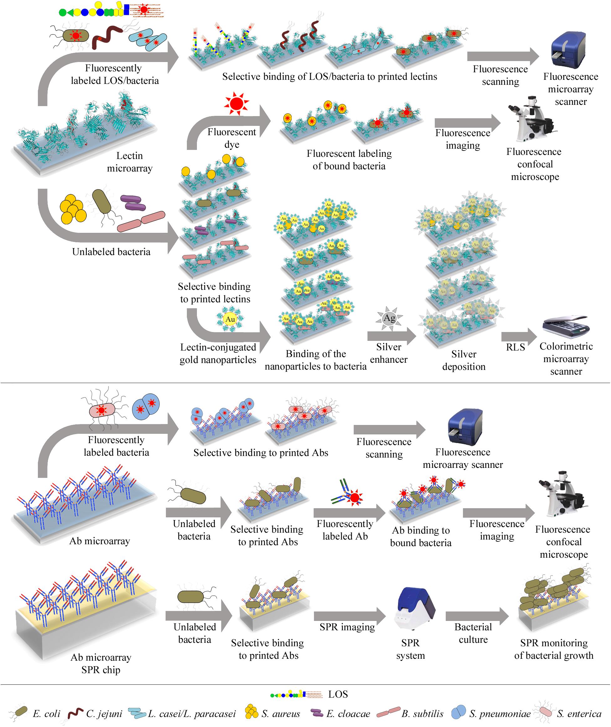 Frontiers | Microarray Strategies for Exploring Bacterial Surface 