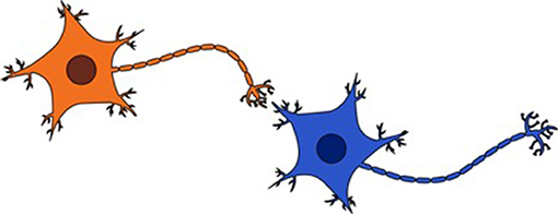 איור 1 - איור שממחיש כיצד שני נוירונים מחוברים.
