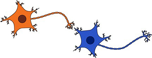 Figur 1-figur som illustrerar två neuroner som är anslutna.