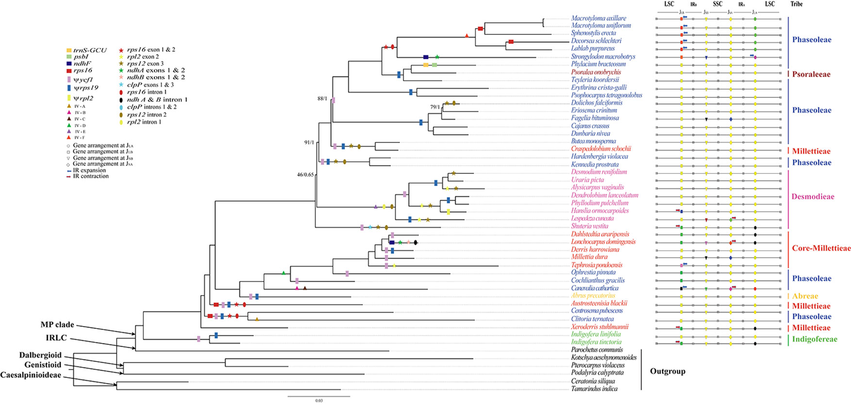 Frontiers New Insights Into The Plastome Evolution Of The