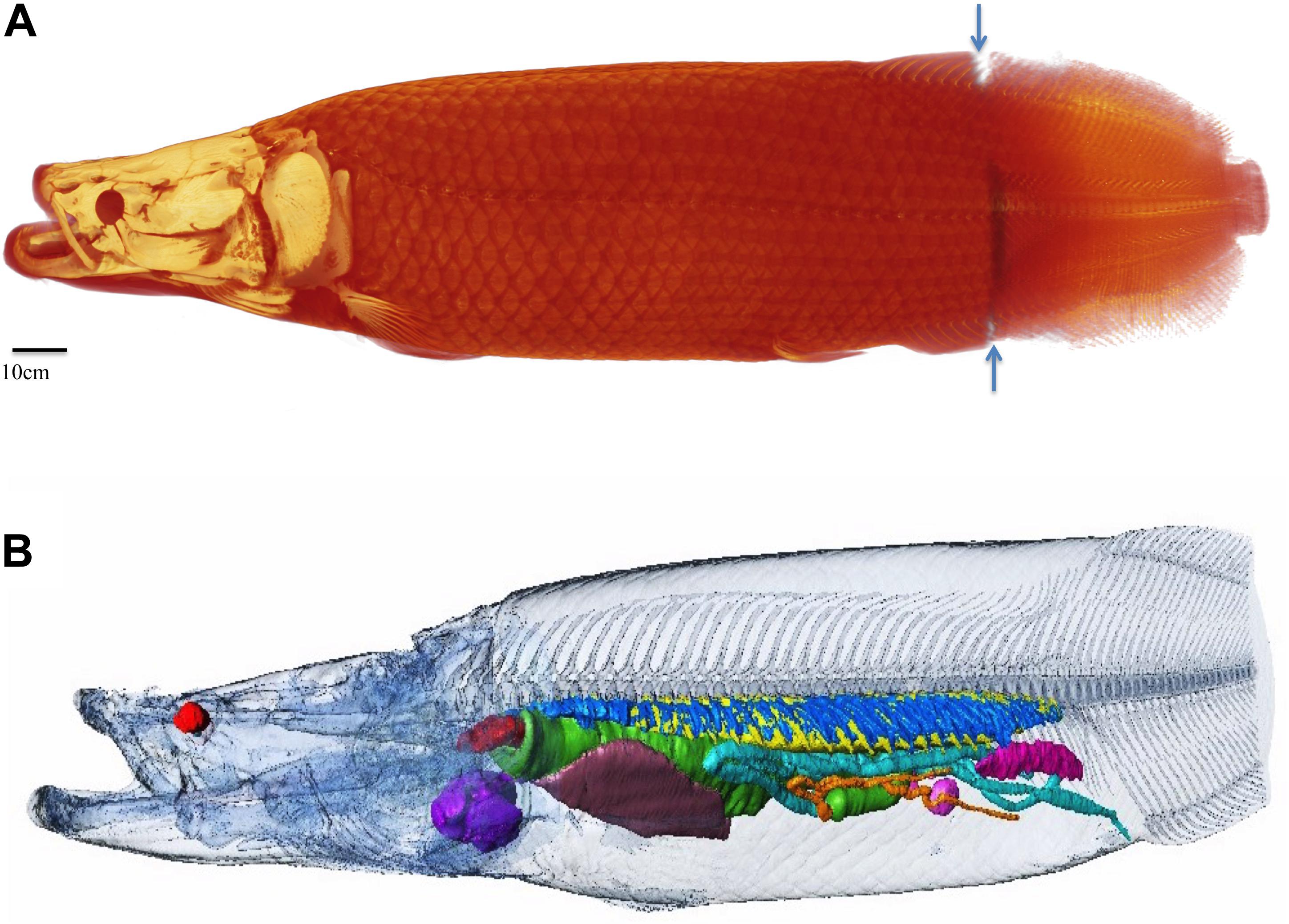 Frontiers  Morphology of the ian Teleost Genus Arapaima