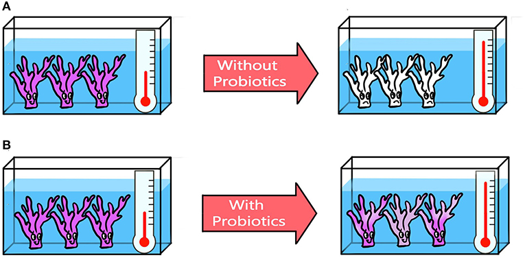 Figure 2 - Coral probiotics help corals to survive high water temperatures.