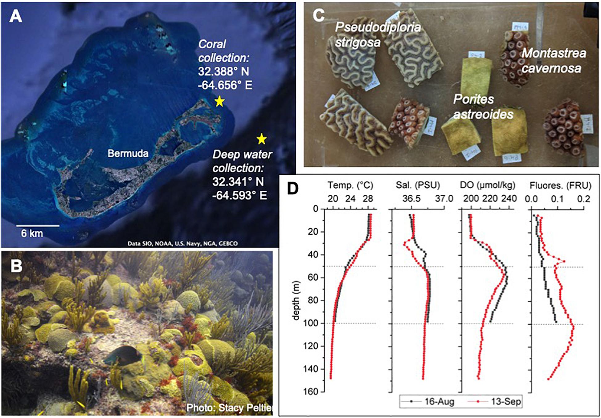 Frontiers  Discrete Pulses of Cooler Deep Water Can Decelerate Coral  Bleaching During Thermal Stress: Implications for Artificial Upwelling  During Heat Stress Events