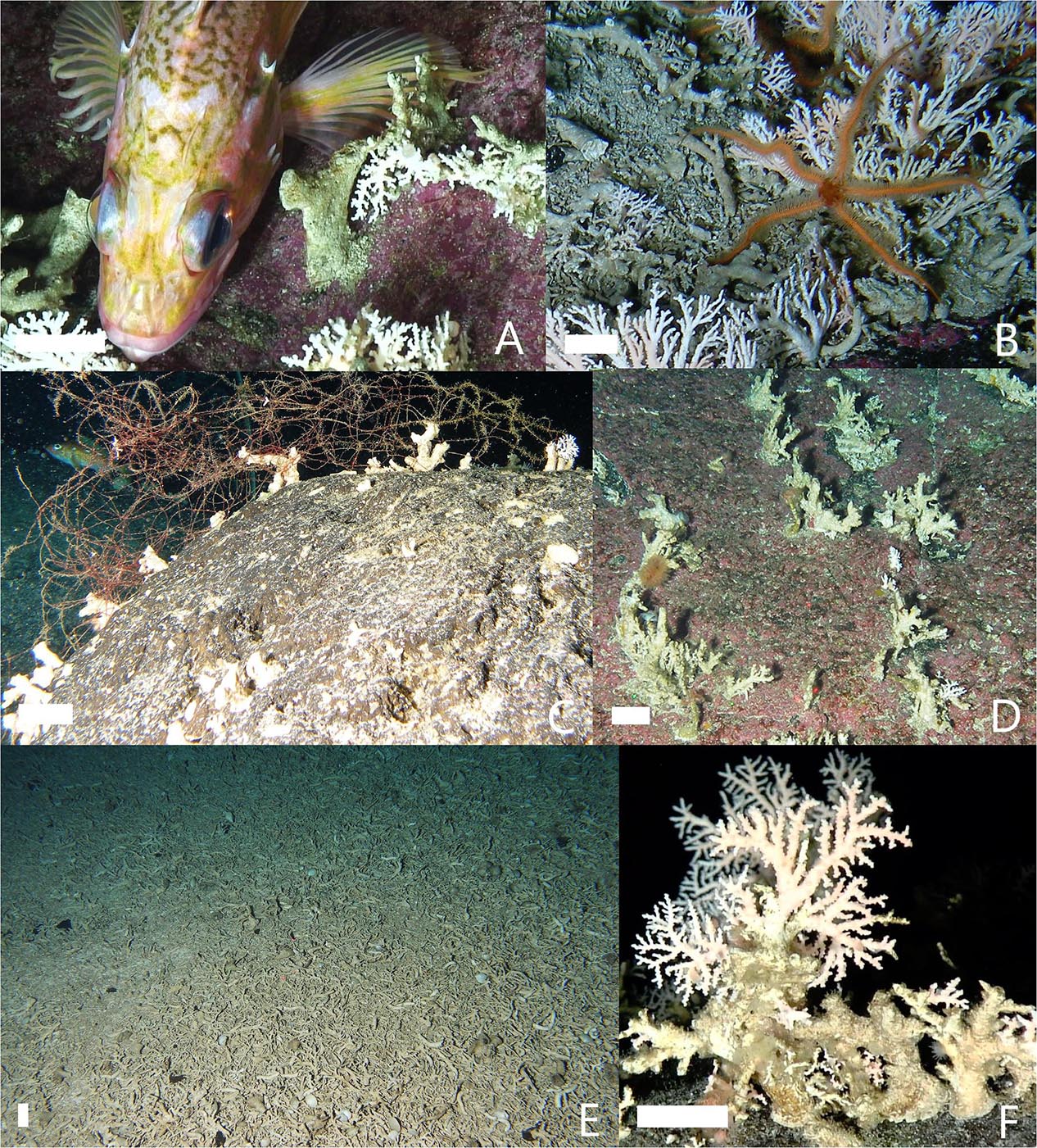Splendid Alfonsinos can live to Sixty Years Old, study finds, Reef  Builders