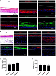 Frontiers | Two-Dimensional Cellular and Three-Dimensional Bio-Printed ...