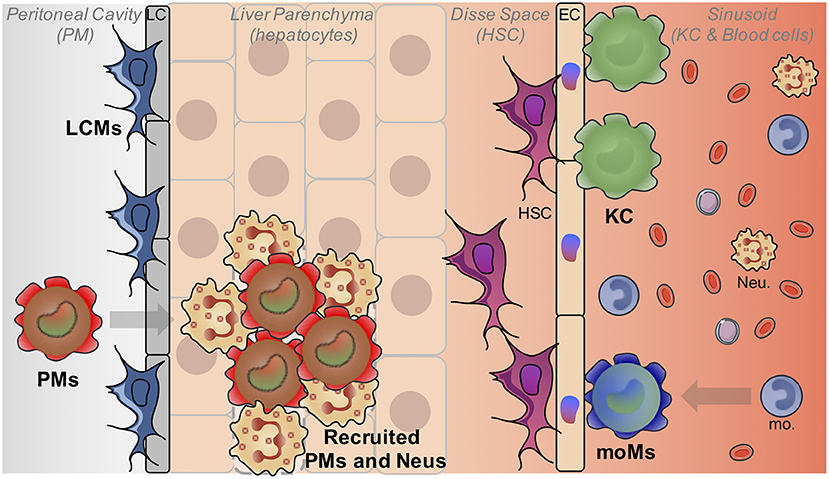 Frontiers Understanding The Heterogeneity Of Resident Liver Macrophages Immunology