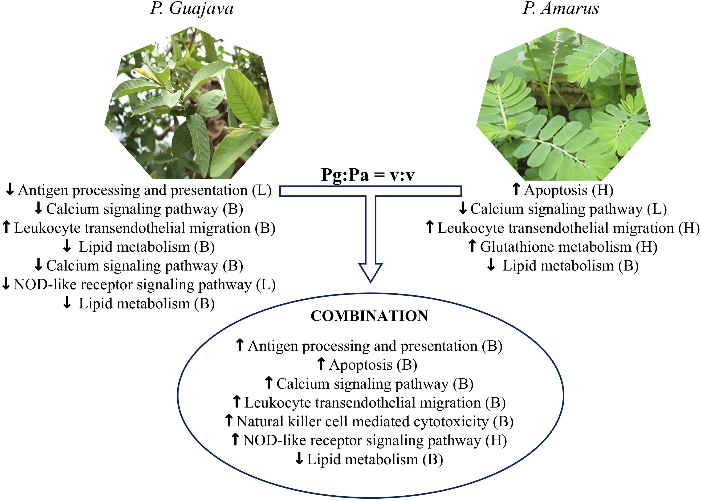 Frontiers | Single or Combined Dietary Supply of Psidium Frontiers | Single or Combined Dietary Supply of Psidium