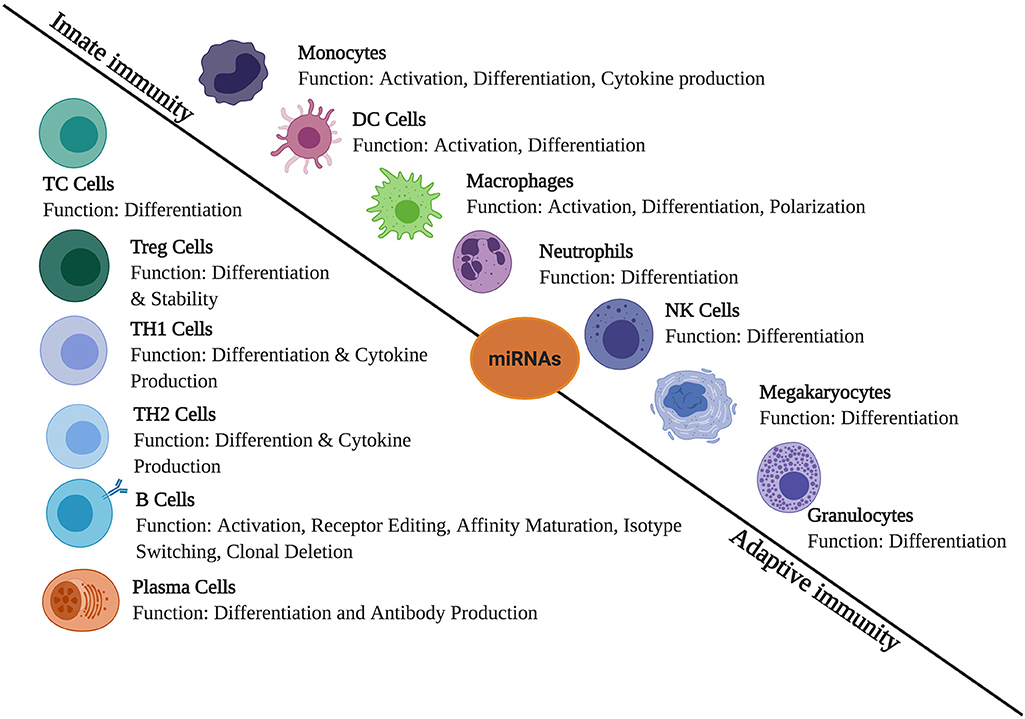 Frontiers  Inflammation and immune cell abnormalities in