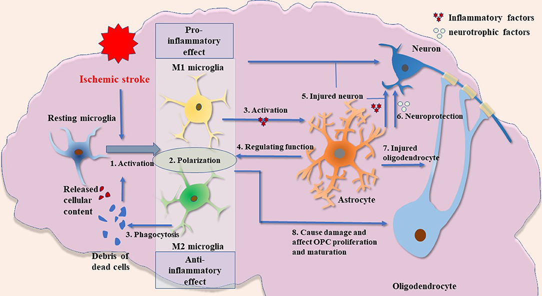 Stroke subtype-dependent synapse elimination by reactive gliosis in mice