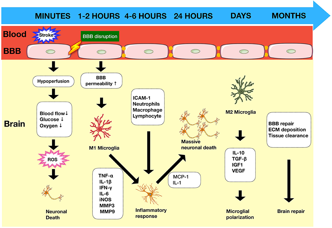 Frontiers Adaptive Immunity Regulation And Cerebral Ischemia Immunology