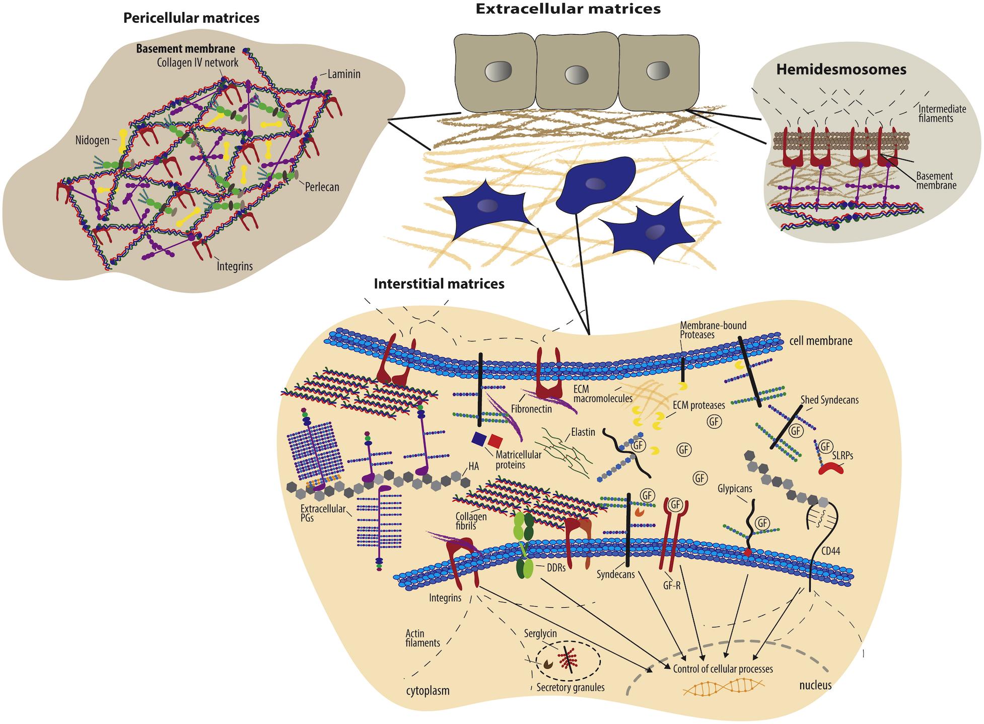 Engineering of Extracellular Matrix‐Like Biomaterials at Nano‐ and M