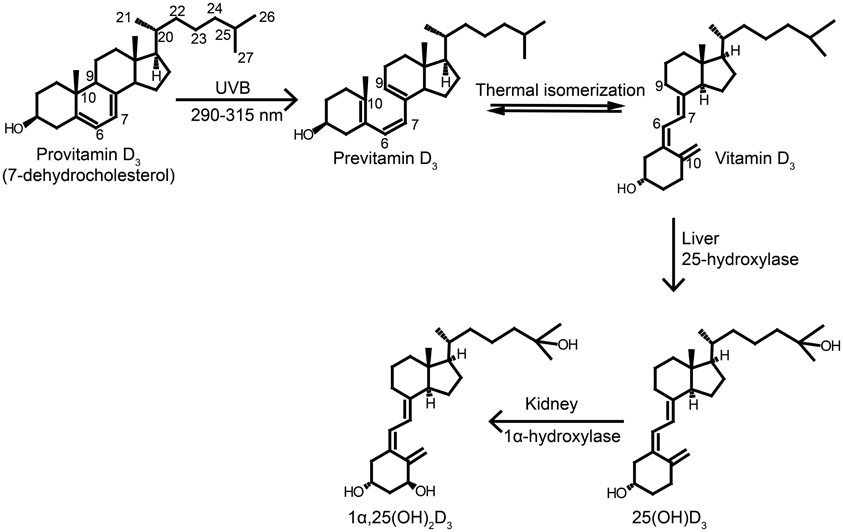 Verbeelding Opstand Landelijk Frontiers | Vitamin D in plants: a review of occurrence, analysis, and  biosynthesis | Plant Science