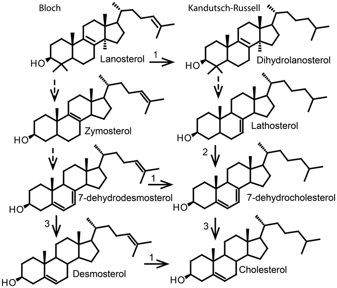 Verbeelding Opstand Landelijk Frontiers | Vitamin D in plants: a review of occurrence, analysis, and  biosynthesis | Plant Science