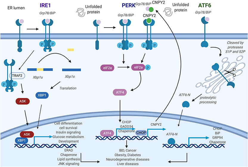 Frontiers | The Emerging Roles of Endoplasmic Reticulum Stress in ...