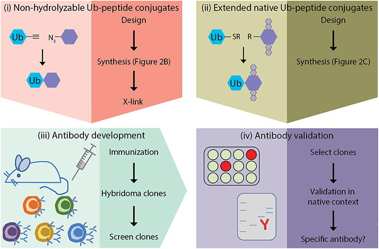 Frontiers Strategy For Development Of Site Specific Ubiquitin Antibodies Chemistry