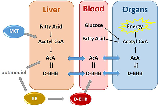 Frontiers  Metabolism of Exogenous D-Beta-Hydroxybutyrate, an