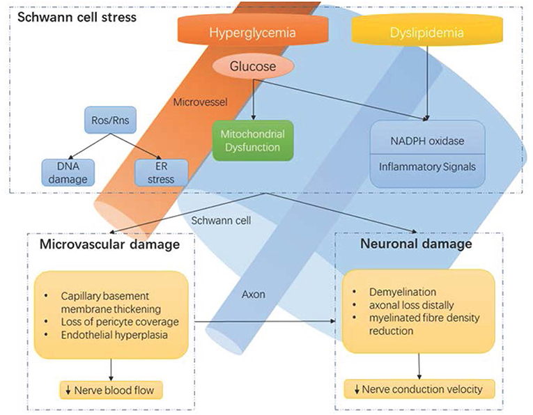 diabetic neuropathy mechanism)